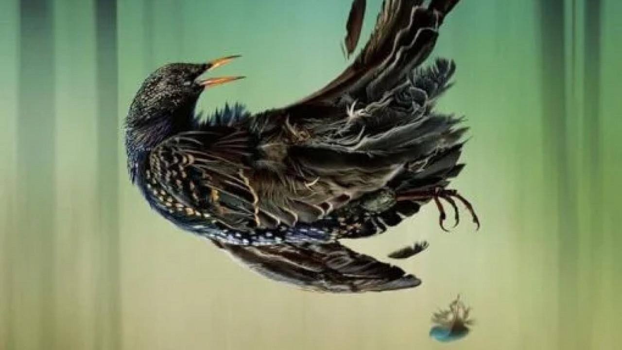 Playing Gracie Darling الموسم الاول الحلقة 2