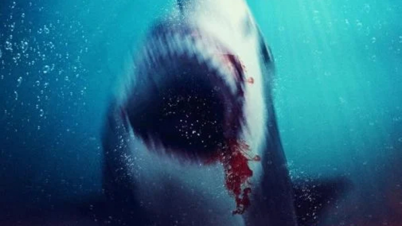 Bull Shark 2 ( 2024 )